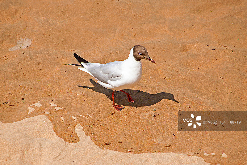 西班牙阿斯图里亚斯，海鸥栖息在沙滩上的高角度视图图片素材