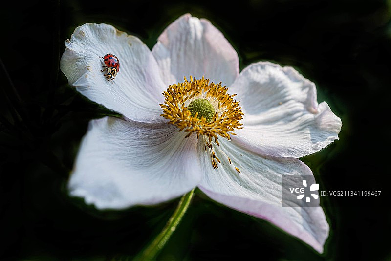 白色花朵的特写图片素材