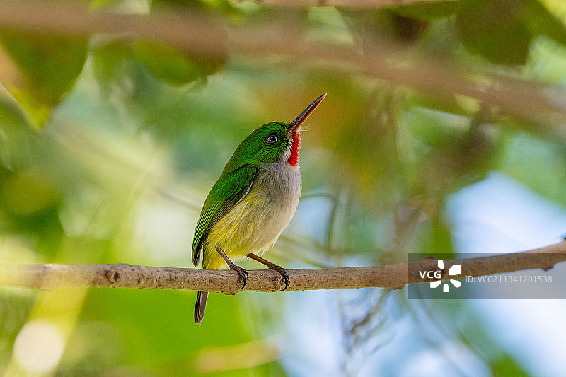 波多黎各，莫罗维斯，塞巴大道，栖息在树枝上的翠鸟的特写镜头图片素材