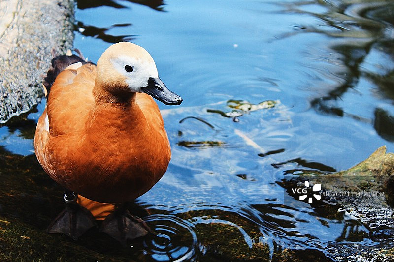 印度尼西亚，野鸭在湖里游泳的特写镜头图片素材