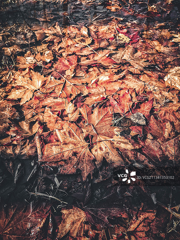 陆地上干燥的枫叶的高角度视图图片素材
