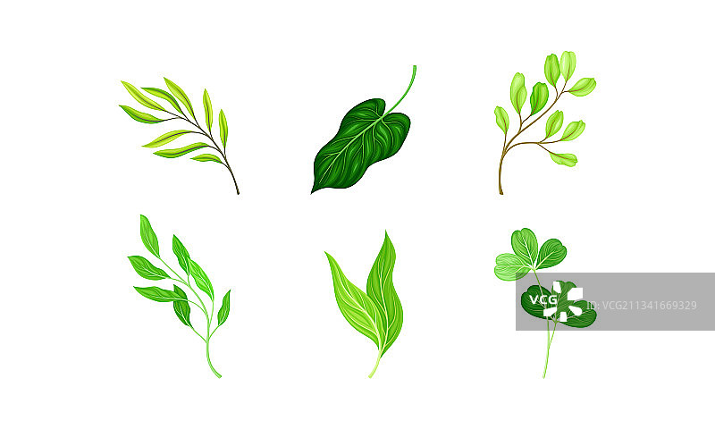 绿色的叶和叶具茎和脉或图片素材