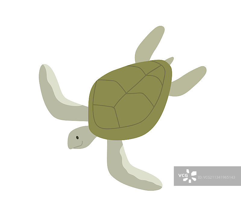 绿色水生龟，带壳海底龟图片素材