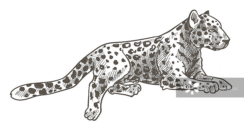 平静的猎豹，有尾巴的猎豹图片素材