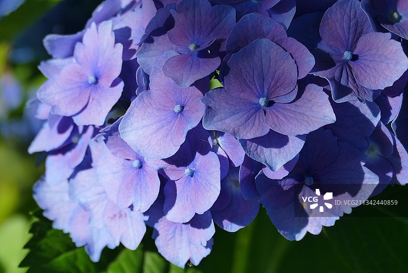 紫色绣球花的特写图片素材