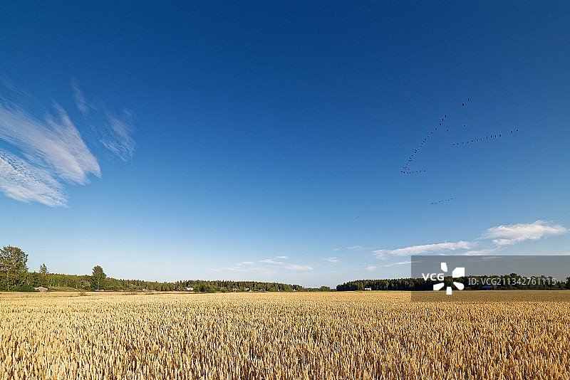 瓦萨，芬兰，蓝天映衬下的农田风景图片素材