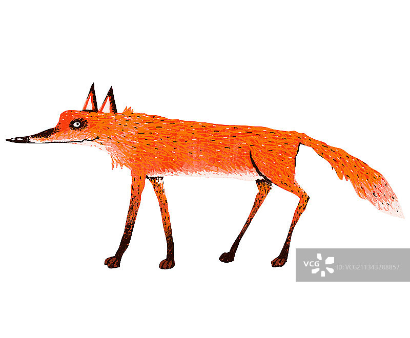 动物主题插画-一只红狐狸图片素材