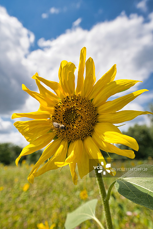 德国天空下田野上黄色开花植物的特写图片素材