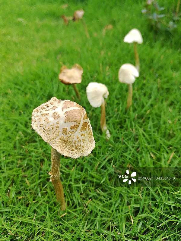 印度艾罗利，地里生长的蘑菇的特写镜头图片素材