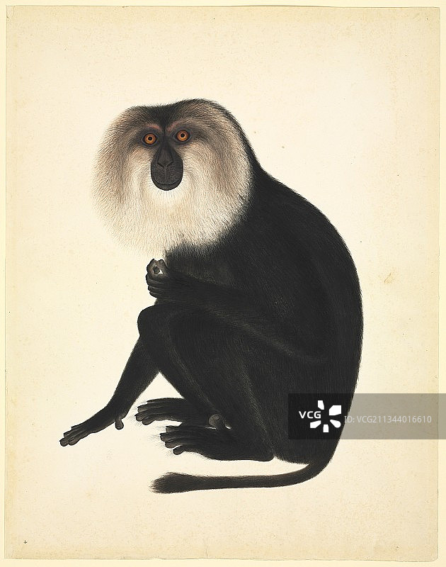 中国猴子，19世纪图片素材