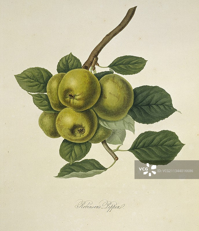 《鲁宾逊的苹果皮平》(1818)图片素材