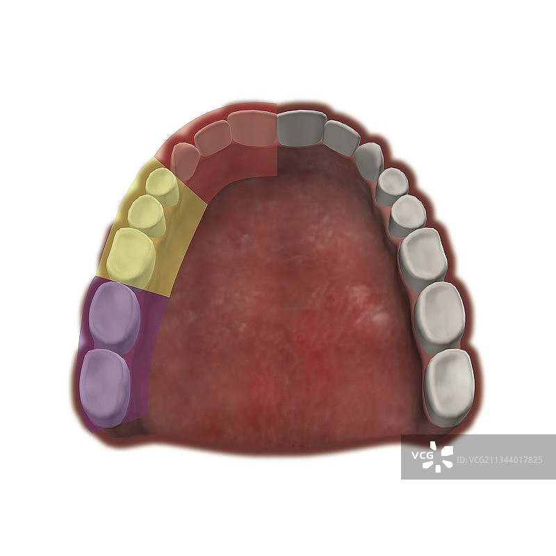 牙齿上颌神经区域，插图图片素材