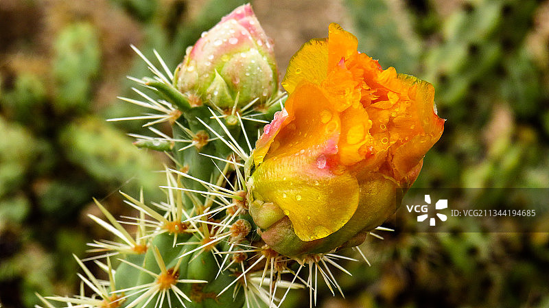 仙人掌植物的特写，美国亚利桑那州，美国图片素材