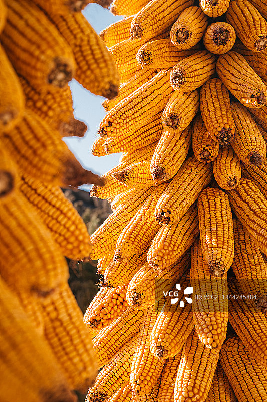 秋天挂在空中的丰收玉米棒子图片素材