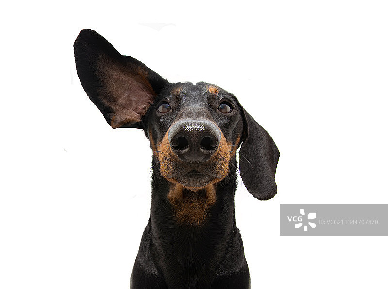 西班牙赫罗纳，赫罗纳，达克斯猎狗在白色背景下的特写肖像图片素材