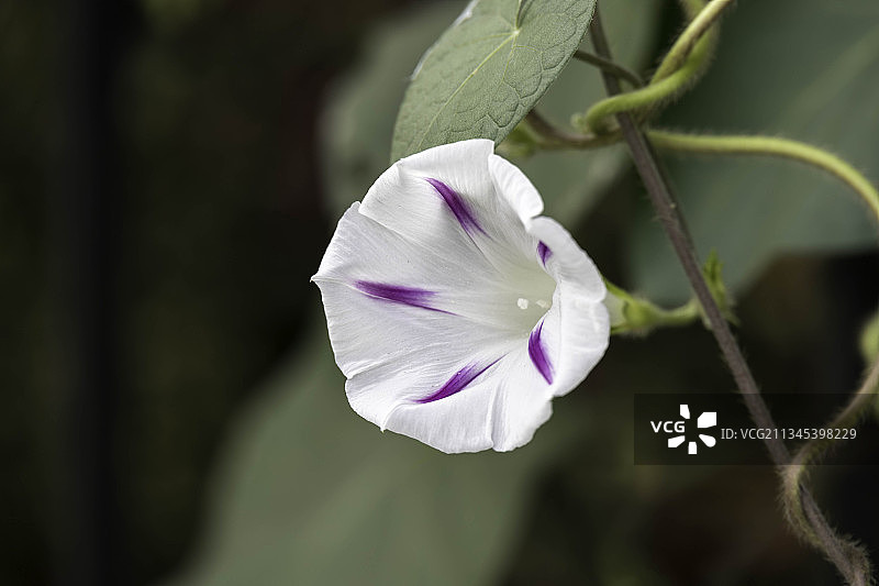意大利紫色鸢尾花的特写图片素材
