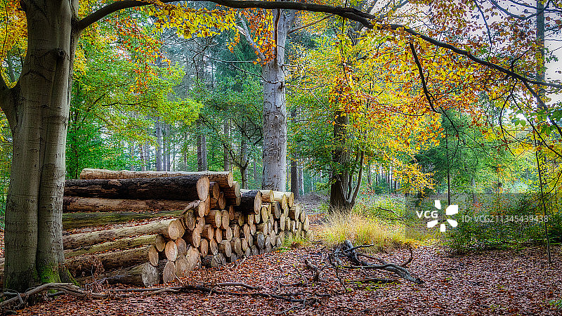 德国，Isselburg, Am Kiwitt，秋天森林中的树木图片素材