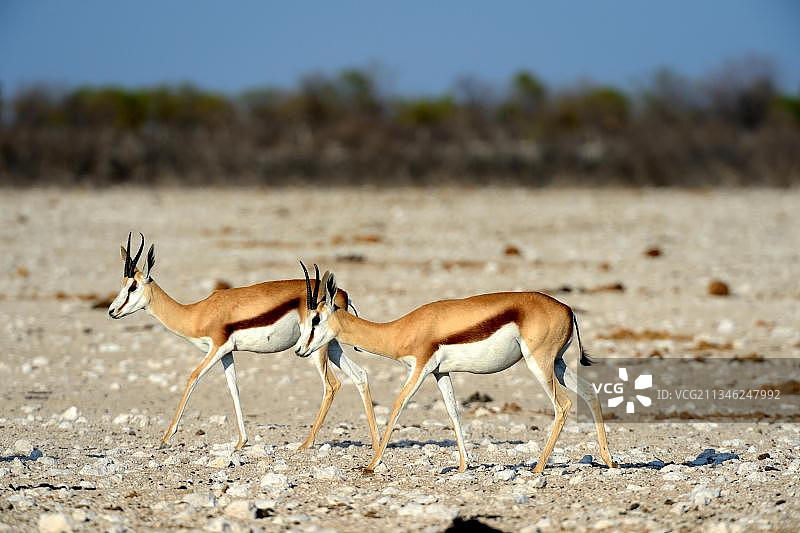 两只跳羚(有袋羚羊)，旱季，非洲纳米比亚Etosha国家公园图片素材