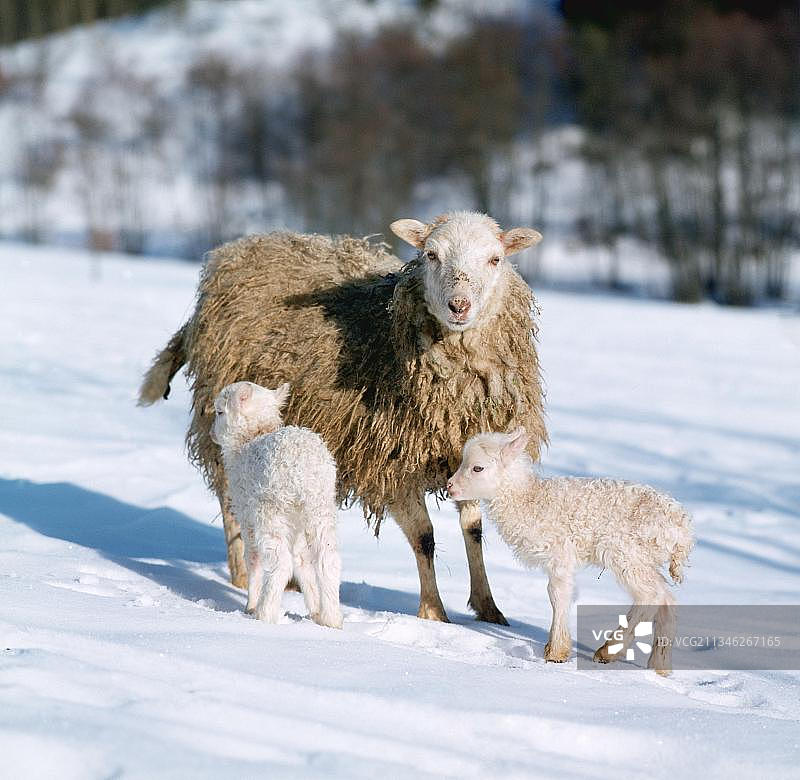 家绵羊，带着雪中羊羔的母羊，雪中羊羔的母羊，羊羔，绵羊，母羊图片素材