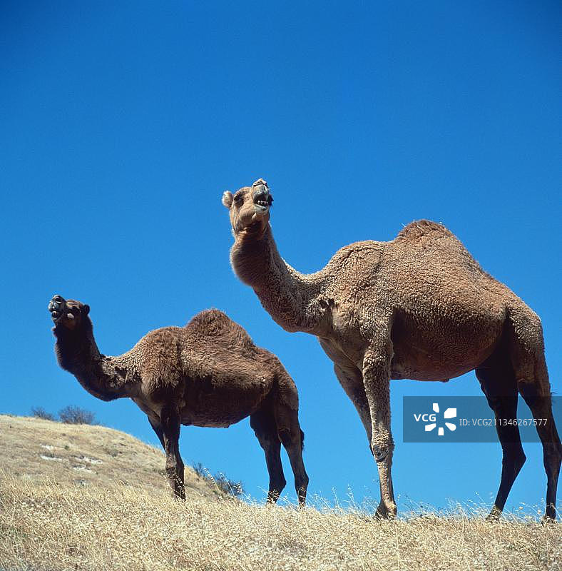 单峰骆驼,澳大利亚,大洋洲图片素材
