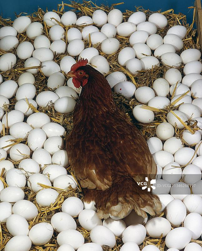 家鸡，有很多蛋的母鸡，家母鸡图片素材