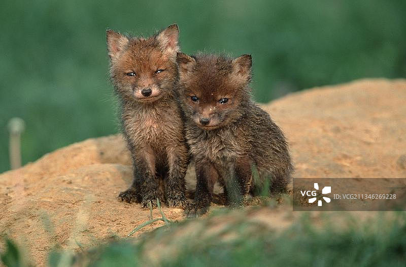 红狐幼崽，下萨克森州，红狐(Vulpes Vulpes)，幼崽，下萨克森州，年轻，德国，欧洲图片素材
