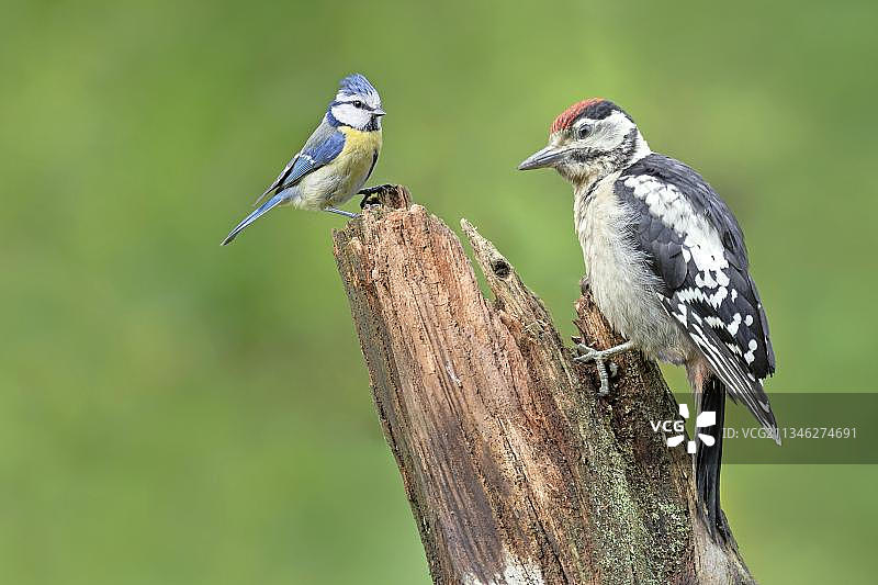 幼小的斑点啄木鸟(Picoides major) (Dendrocopos major)和蓝山雀(Parus caeruleus) (Cyanistes caeruleus)下萨克森，德国，欧洲图片素材