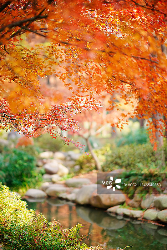 上海共青森林公园深秋的美丽景色201213图片素材
