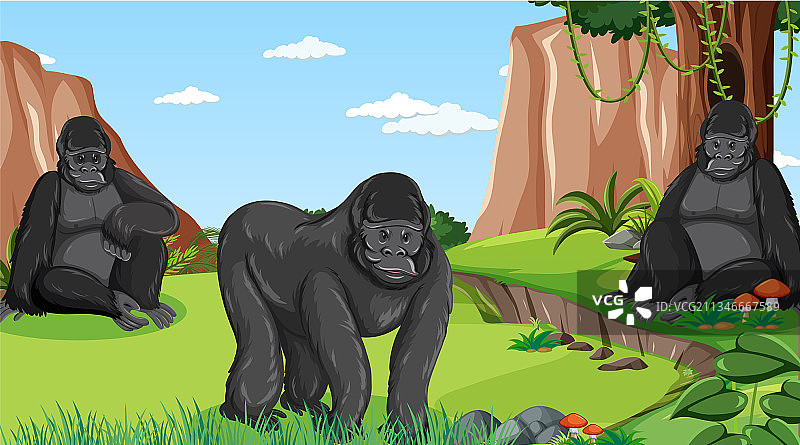 大猩猩群在森林或雨林的场景图片素材