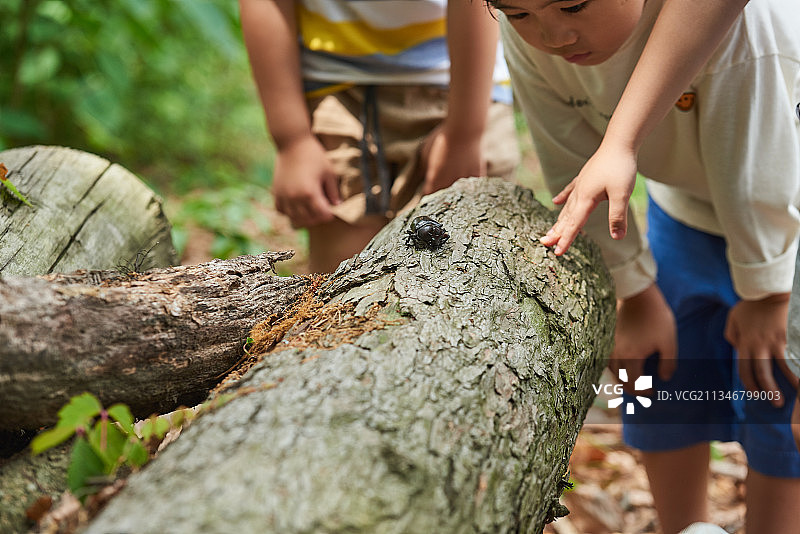 孩子们在森林里观察树上的昆虫图片素材