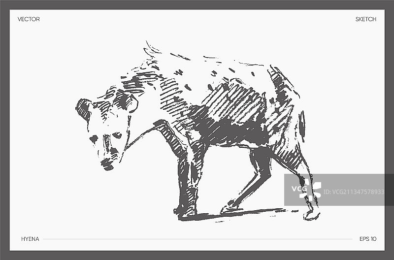 高细节手绘鬣狗草图图片素材