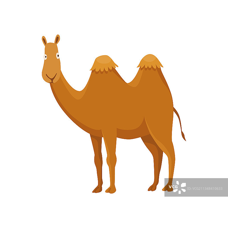 骆驼带两个双峰的沙漠动物图片素材