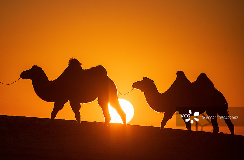 沙漠驼队日出日落图片素材