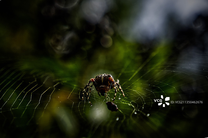 波兰，蛛网上的蜘蛛特写图片素材
