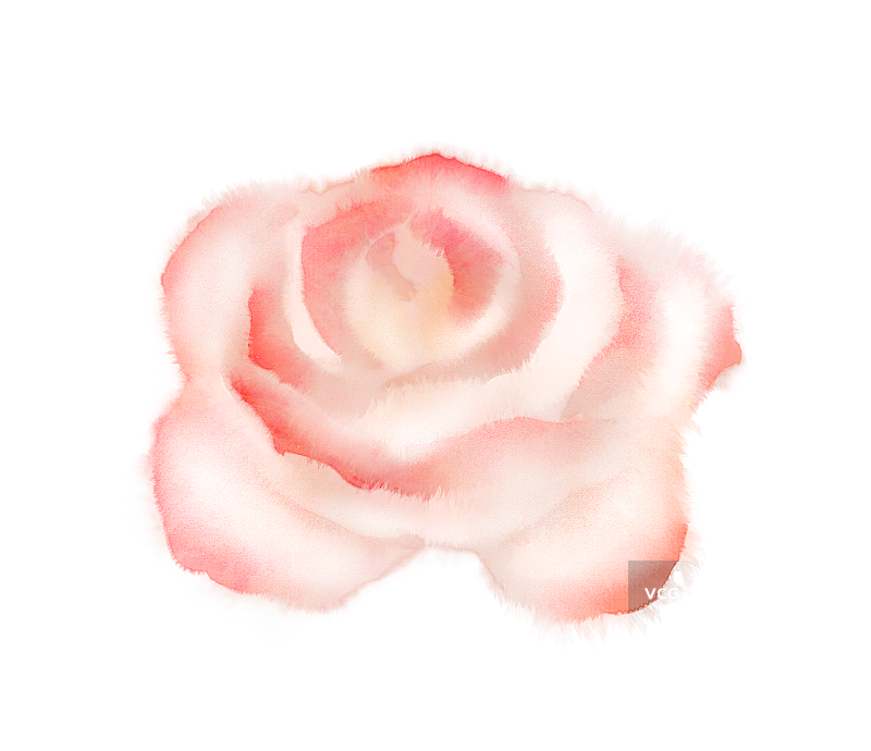 粉红蔷薇插画素材图片素材