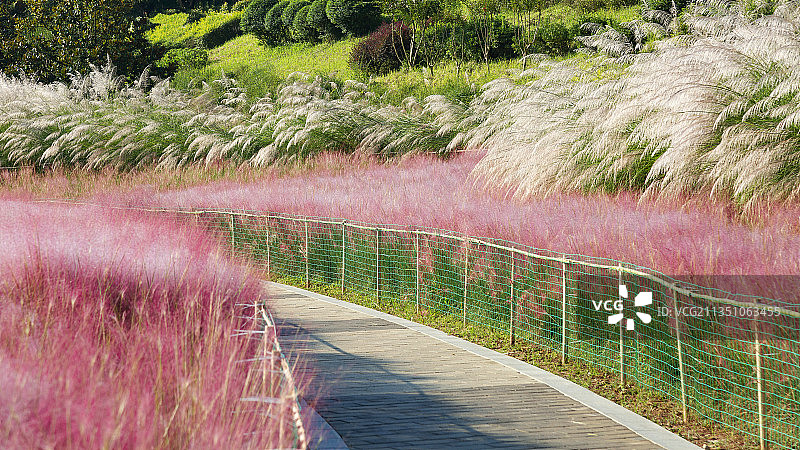 秋天穿过湿地公园粉黛乱子草的小路图片素材