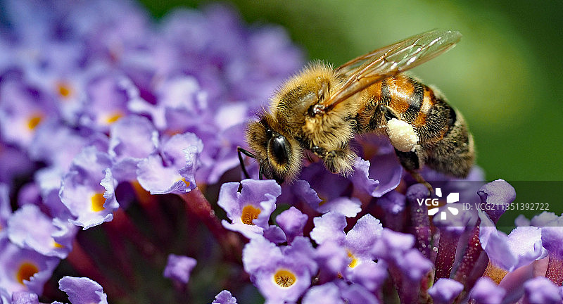 德国，紫色花朵上蜜蜂授粉的特写镜头图片素材