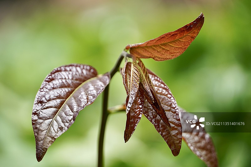 印度泰米尔纳德邦，金奈，植物上干叶子的特写图片素材