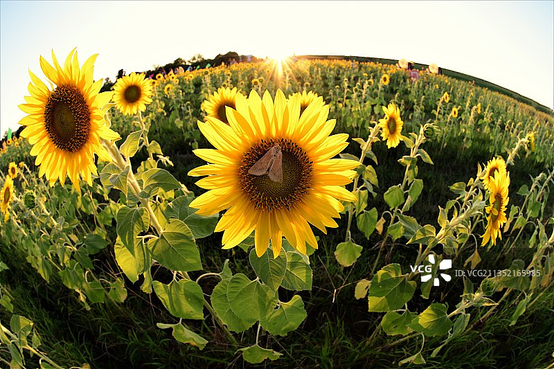 向日葵在田野上与天空的特写，布伦茨维尔，弗吉尼亚州，美国图片素材