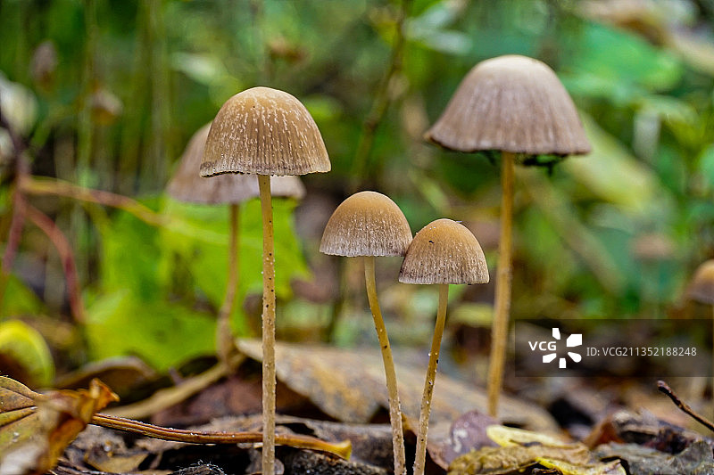 德国柏林，地里生长的蘑菇的特写镜头图片素材