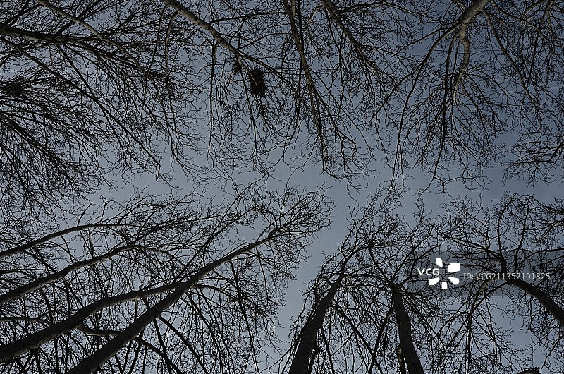 裸露的树木对天空的低角度视图图片素材