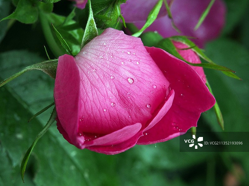 意大利维切利，湿粉色玫瑰花的特写图片素材