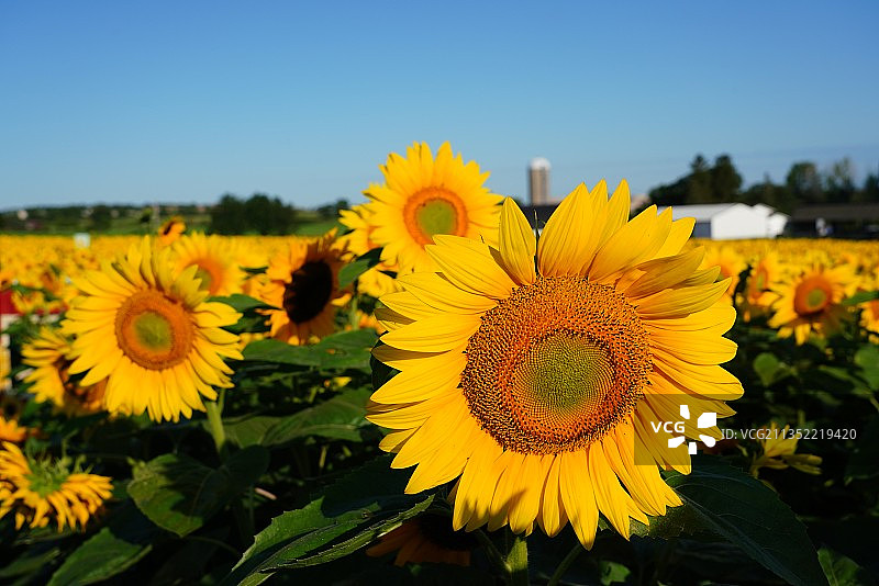 特写向日葵在田野上对抗晴朗的天空，梅特曼，威斯康星州，美国，美国图片素材