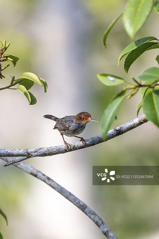 生活在中南半岛于灌木草丛中觅食的灰缝叶莺鸟图片素材