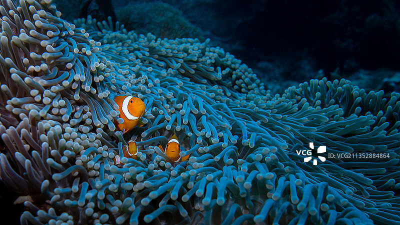 特写热带小丑咸水海葵鱼在海里游泳，Raja Ampat，印度尼西亚图片素材