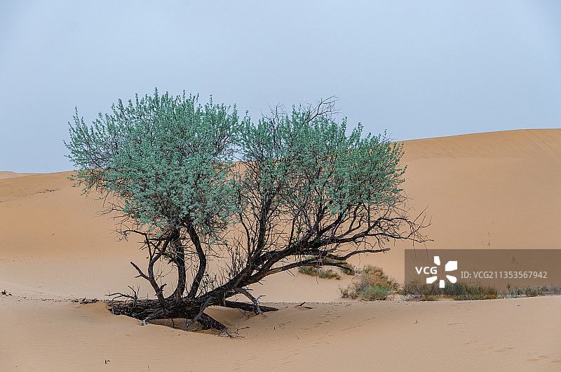 中国内蒙部阿拉善腾格里沙漠里的绿树植物图片素材