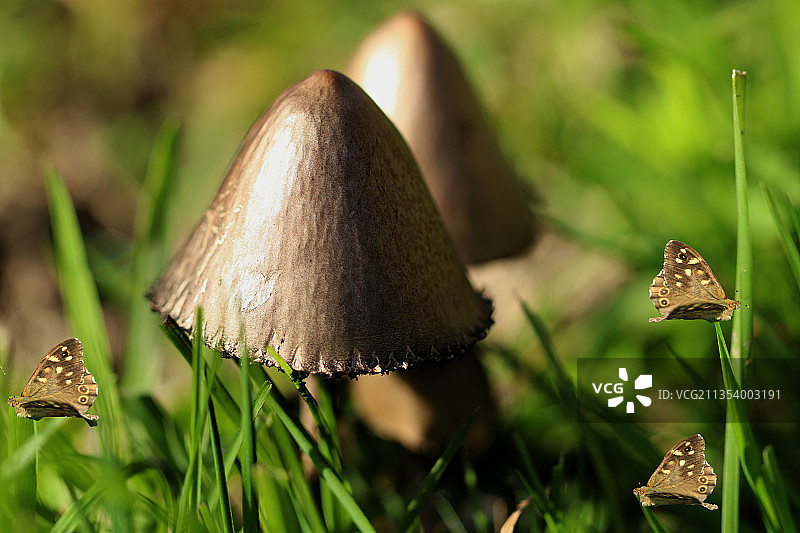 英国霍尔姆费斯，英国，蘑菇生长的特写镜头图片素材