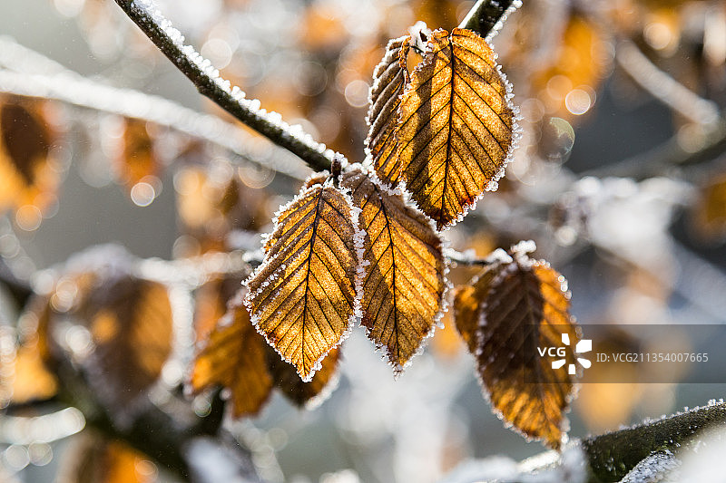 冬季冰冻植物的特写镜头图片素材