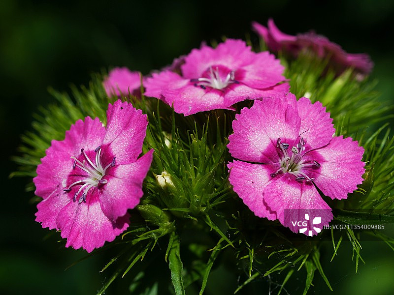 乌克兰粉红色开花植物的特写图片素材