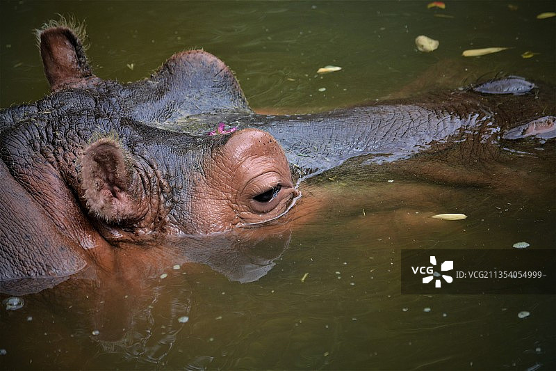 大象在湖里游泳的高角度视角图片素材